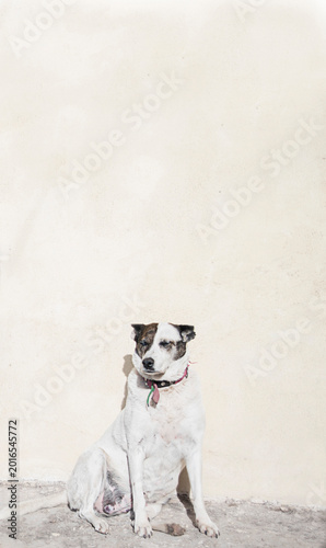 white dog sitting on the floor