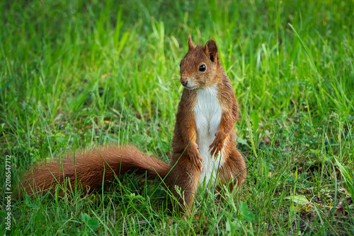squirrel on the grass