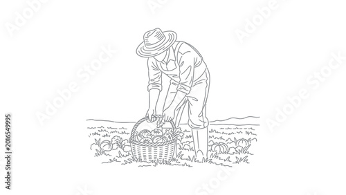 Man picking vegetables in a field.