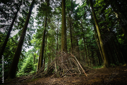 Foto Low angle view of dense pine trees in a South Downs forest