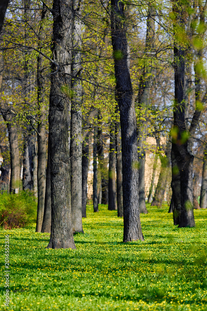 Fototapeta premium the summer garden on a sunny May morning, alleys of trees and statues, green lawns with flowers, no people
