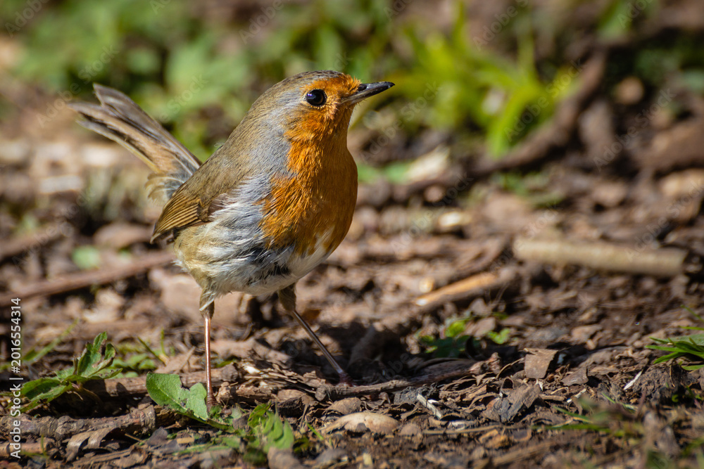 Fototapeta premium European Robin bird standing on the forest floor among fallen leaves