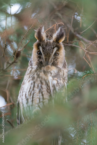 The long-eared owl, Asio otus