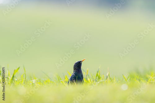 Konstfotografi common starling Sturnus vulgaris