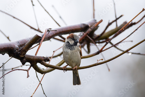 Cuadro en lienzo The tree sparrow Passer montanus