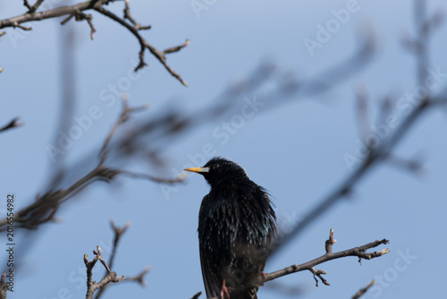 Tableau sur toile common starling Sturnus vulgaris