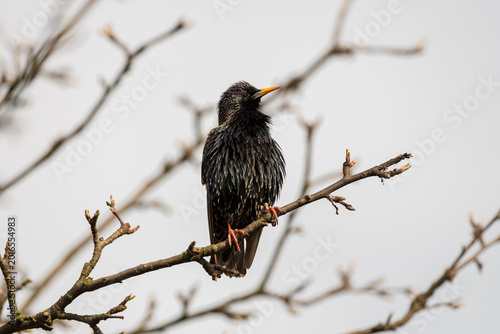 common starling Sturnus vulgaris