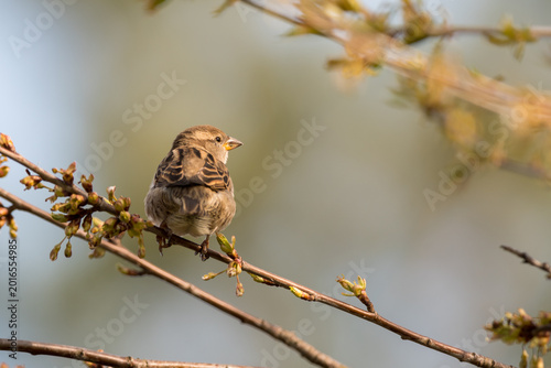 The tree sparrow Passer montanus
