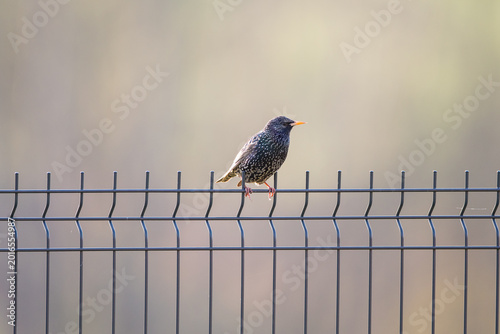 Tableau sur toile common starling Sturnus vulgaris