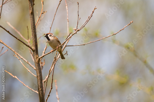The tree sparrow Passer montanus