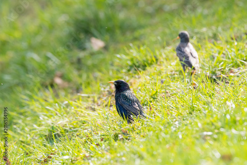 common starling Sturnus vulgaris