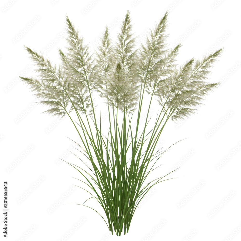 Fototapeta premium Pampas grass plant with white plumes isolated on transparent background