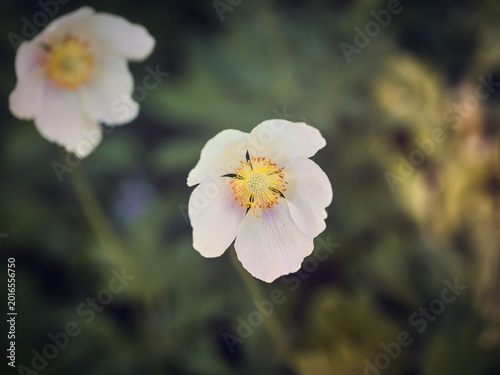 White Anemone Flower Close-Up with Soft Bokeh