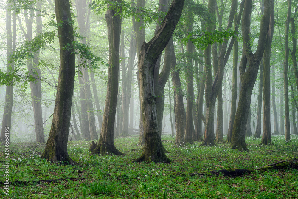 Naklejka premium Misty morning in the green forest