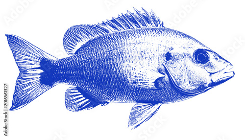 Blue River Fish Digital Art Silhouette