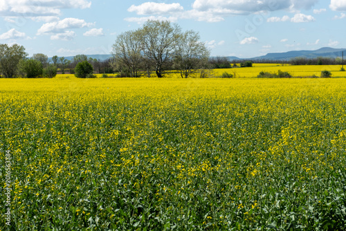 Blooming rapeseed field under blue sky and white clouds