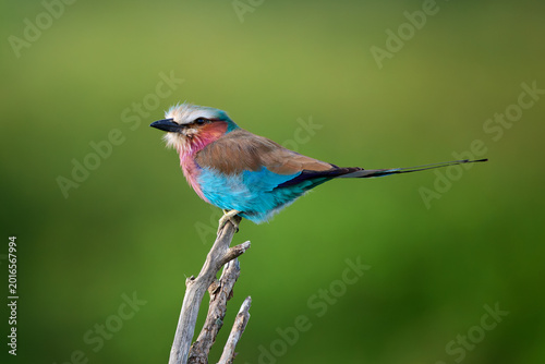 Lilac-breasted roller on branch in African savanna