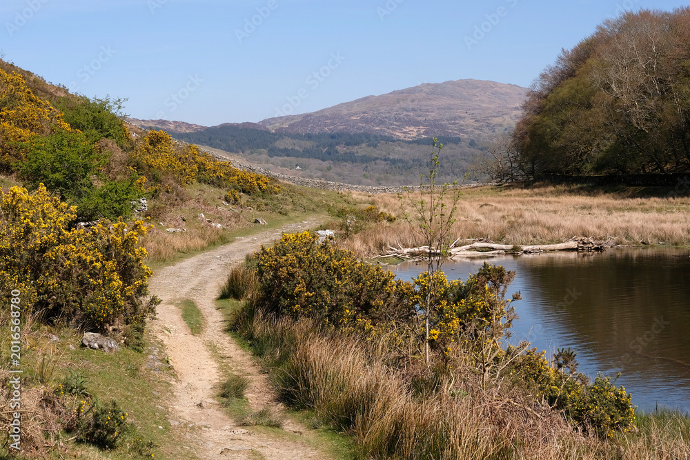 Obraz premium Llyn Cynwch lake, Eryri National Park, formally Snowdonia, North Wales, UK.