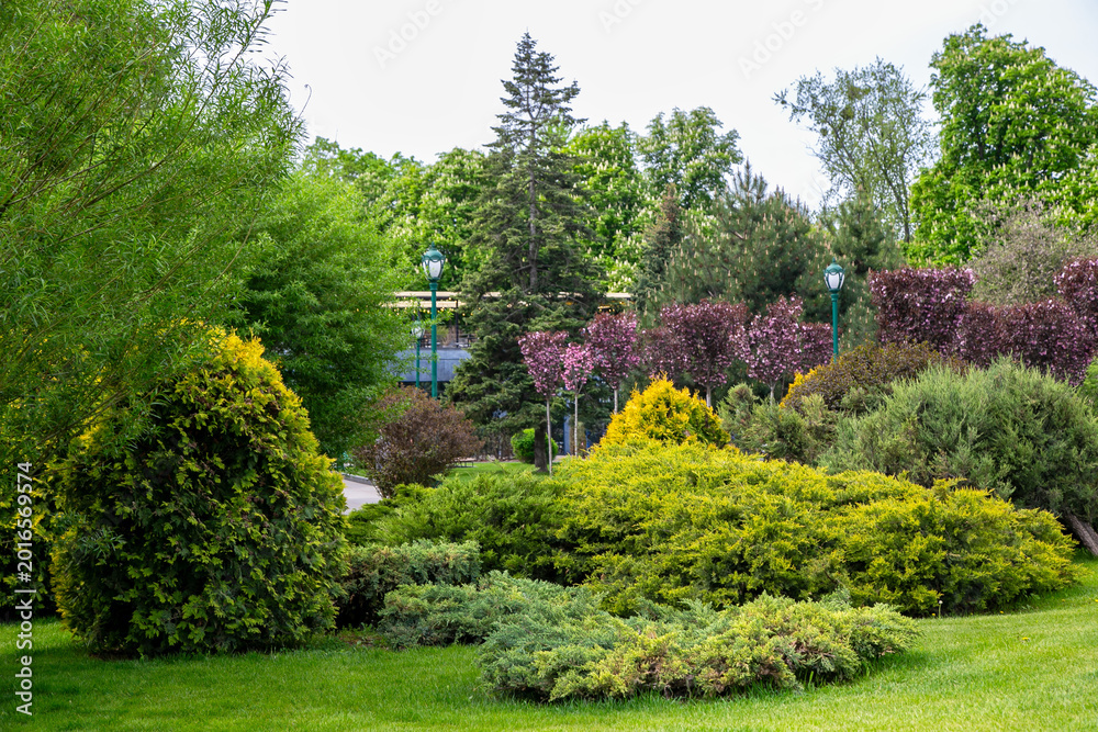 Obraz premium Beautiful landscape design in a public park with various ornamental shrubs, green lawn and blooming trees in spring.