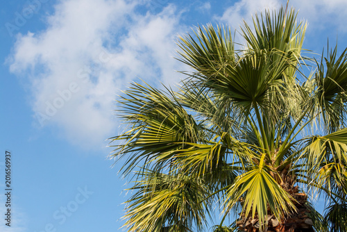 Washingtonia Palm Trees wit...