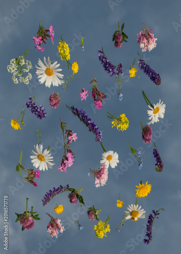 wild flowers from the field on mirror and their reflection with the blue sky