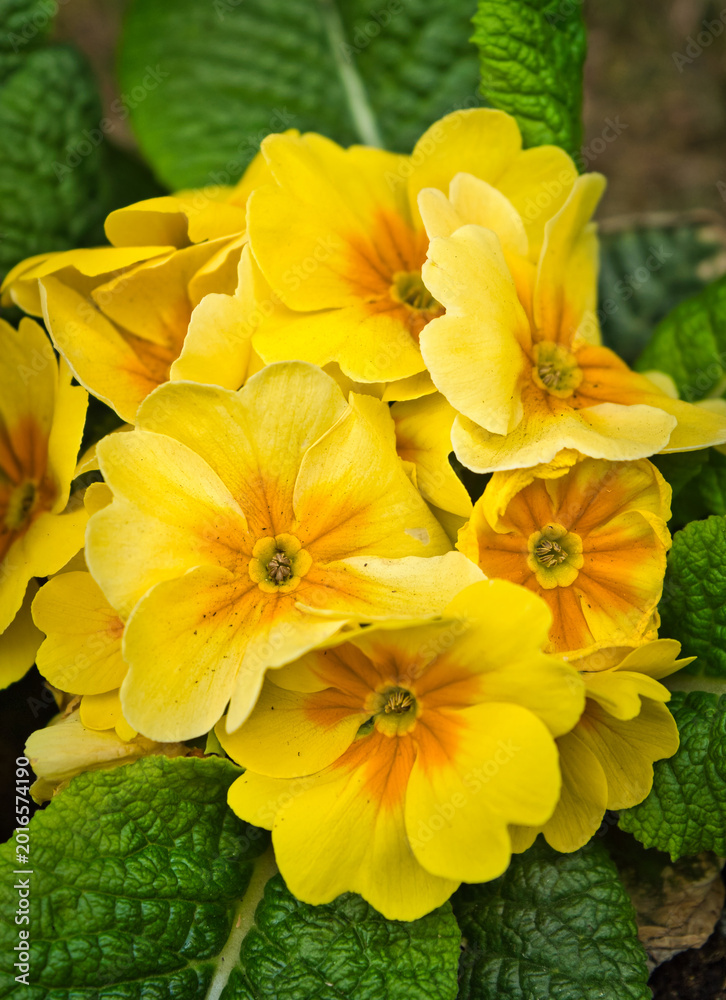Obraz premium blooming colorful primrose flowers