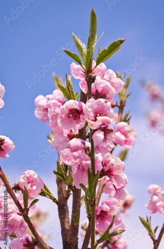 Obraz na płótnie blooming plum flower