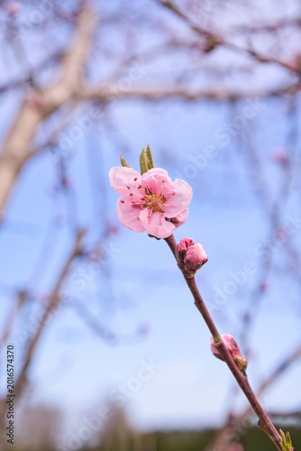 Obraz na płótnie blooming plum flower