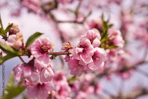 Obraz na płótnie blooming plum flower