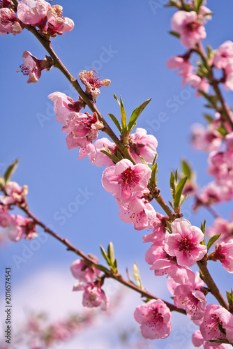 Obraz na płótnie blooming plum flower