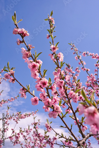 Obraz na płótnie blooming plum flower
