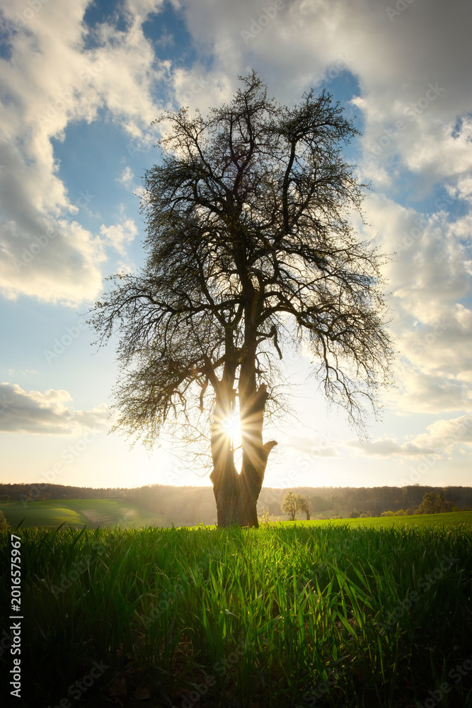 Fototapeta premium Graceful lone tree on a meadow in early spring, with the sun burst glowing through its branches and beautiful clouds 