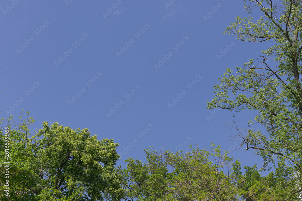 Fototapeta premium Blue sky texture with a leaves on the trees