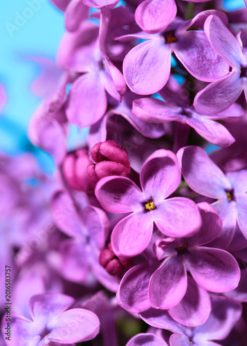 Many lilac flowers bloom in a close-up view showing purple color against a light background during spring season