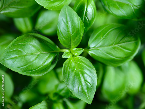 Fresh basil leaves growing in a garden with bright green colors and healthy appearance during a sunny day