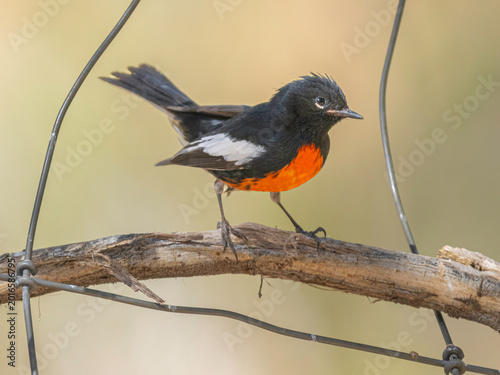 A Painted Redstart in Arizona