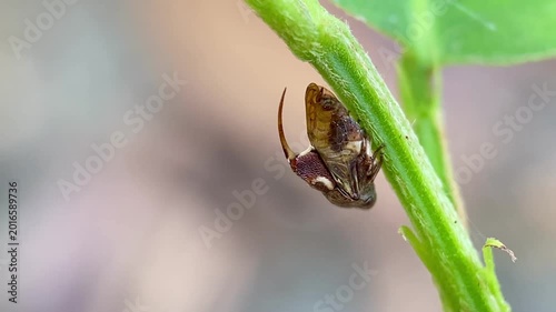 Macro Close-up Video of Tube Spittlebug Machaerotidae Perched on Green Stem Moving Its Posterior Abdomen