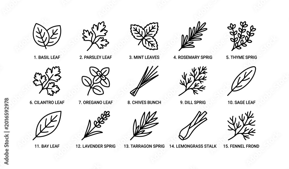 Obraz premium Herb icons labeled with names arranged in grid layout