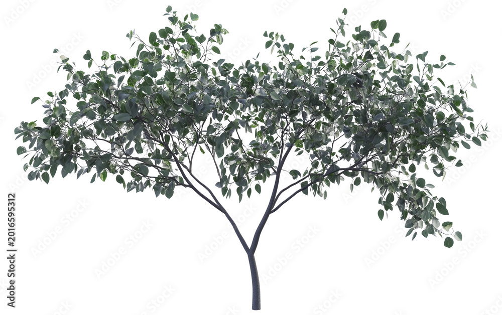 Obraz premium Flowering tree with heart shaped leaves highlighting unique botanical structure and seasonal beauty Isolated on transparent background PNG