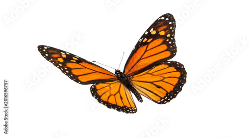Tableau sur toile Beautiful orange monarch butterfly isolated on transparent background png