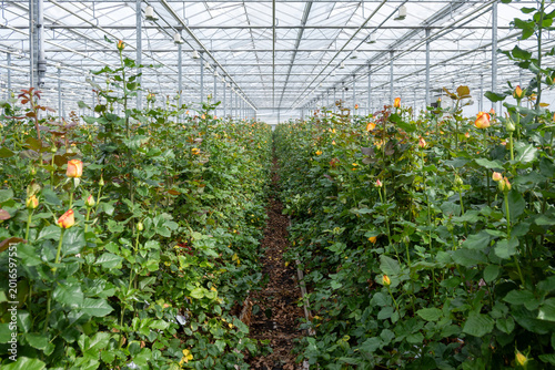 Dutch greenhouse with growing roses flowers, variety of roses, high quality flowers from the Netherlands for export world wide, rows of different roses plants