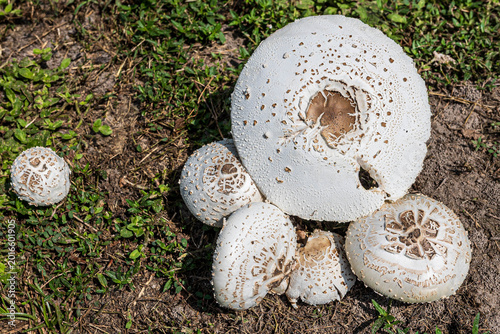 A large white poisonous False Parasol mushroom (Chlorophyllum molybdites) growing in a green grassy lawn in Nacogdoches, Texas
