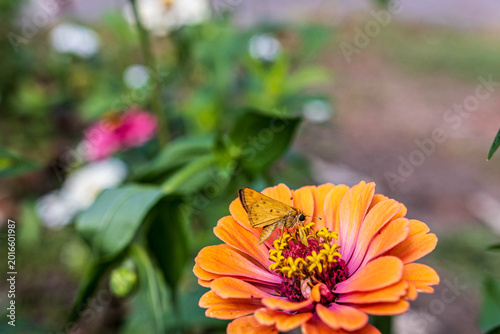 Fiery Skipper butterfly perched on an orange Zinnia flower