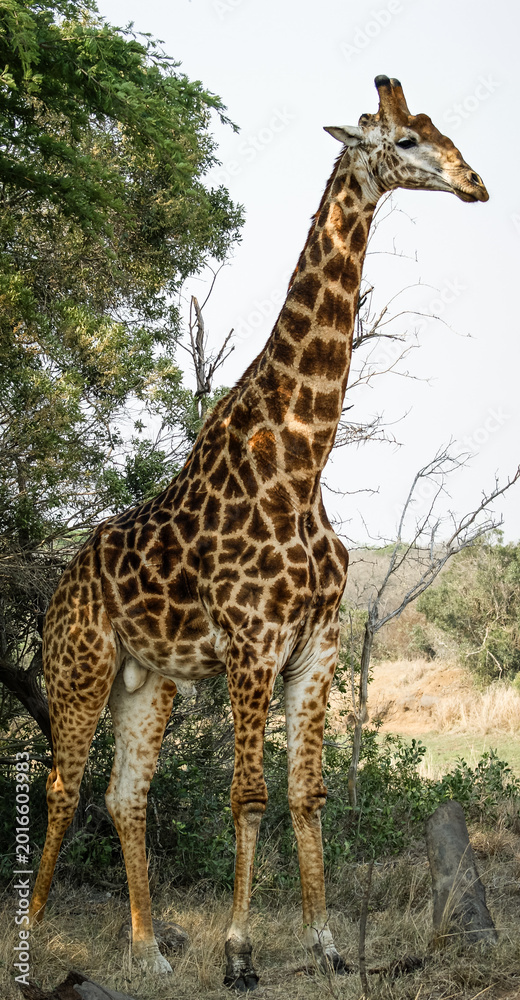 Obraz premium Full body portrait of giraffe standing in African savanna near trees, photographed in Zulu Nyala game reserve, KwaZulu-Natal, South Africa