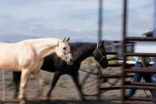 Tablou pe pânză Slow shutter speed 1/15 shows two horses running to gate opening with performance field, old wheel & railing as background