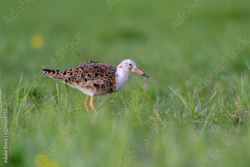Fotografie Kampfläufer Calidris pugnax ruff