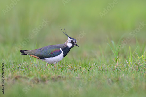 Kiebitz vanellus lapwing