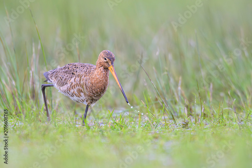 uferschnepfe limosa black-tailed godwit