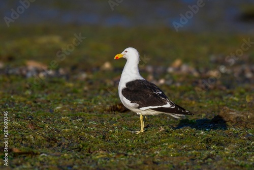 Photos Kelp Gull, Puerto Deseado Nature Reserve, Santa Cruz, Patagonia, Argentina