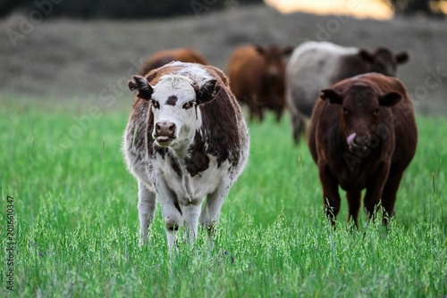 Cattle Herd in the Argentine countryside, La Pampa Province, Patagonia, Argentina.
